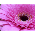 Thumbnail version of flora3.gif